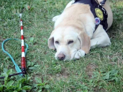 Hluchoslepým lidem při chůzi pomáhá červenobílá hůl