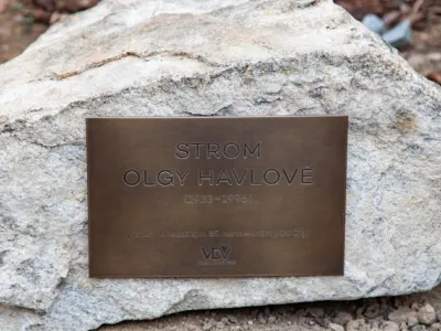 Strom Olgy Havlové